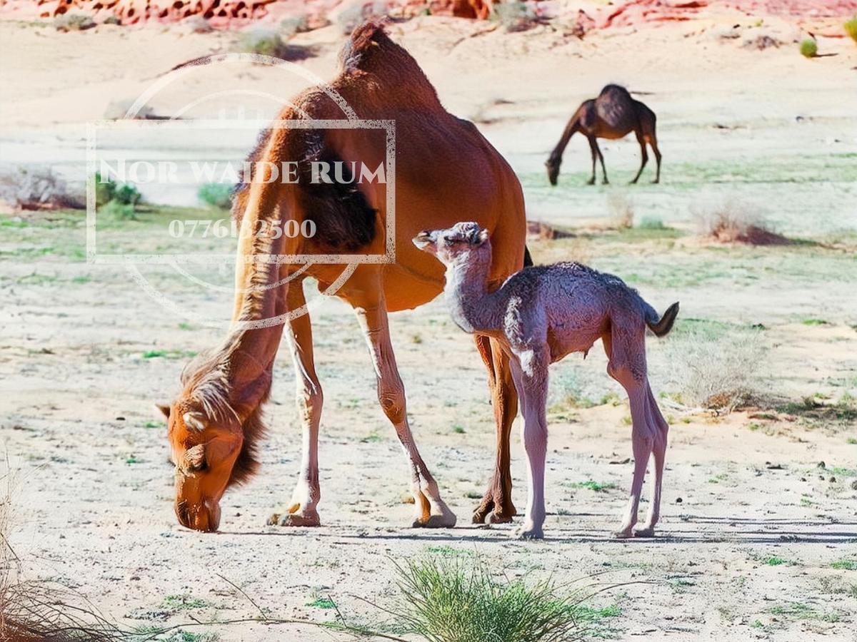 Nor Wadi Rum Exterior foto