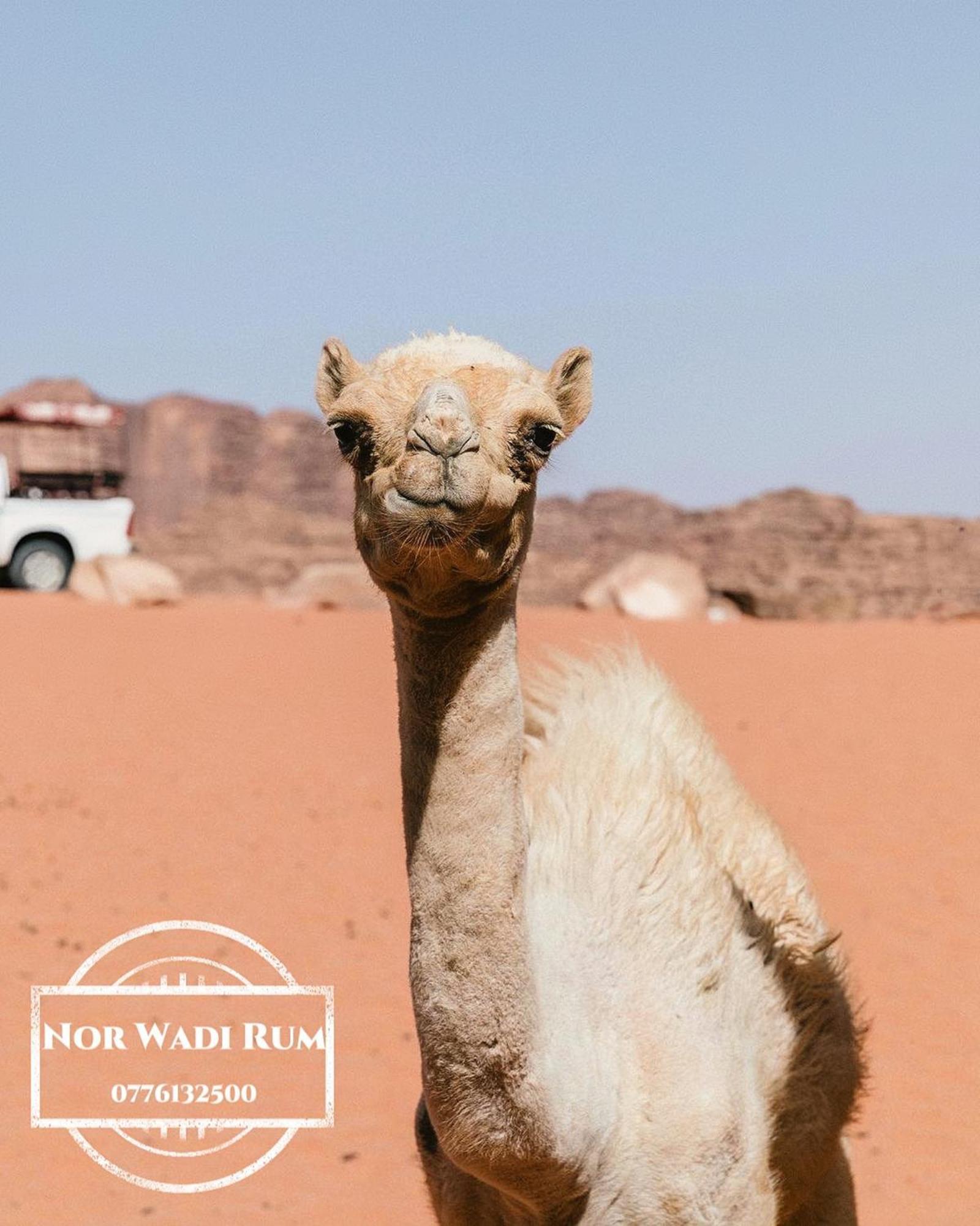 Nor Wadi Rum Exterior foto